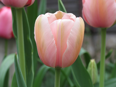 Wednesday 11:45am.  But finally nature took its course.