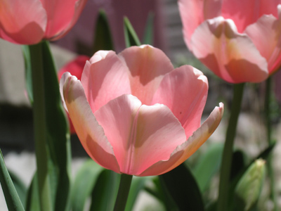 Wednesday 2:50pm.  I went to a great deal of trouble to get this shot in the middle of the afternoon.