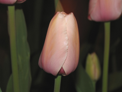 Wednesday 9:57pm.  All worn out from today`s exertion.