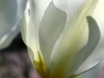 At setting sun the tulip hides behind her veil just like a bride`s.