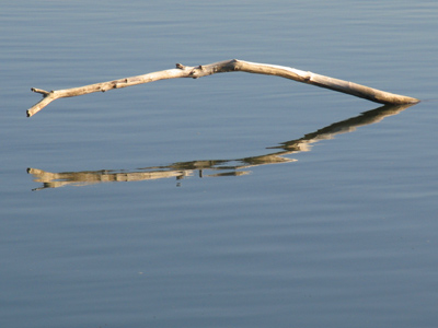 I thought driftwood was supposed to drift (see March 18).