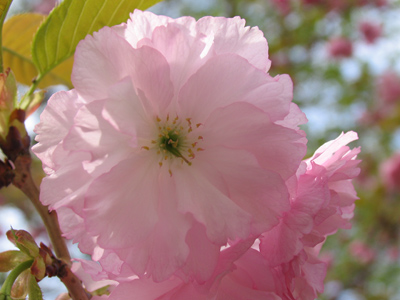 There are unconfirmed reports that spring is here.