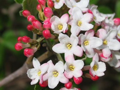 Hey, bud (part two).