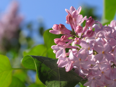 Lilac in the sky with diamonds.