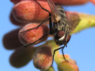 The amazing things I see with my camera might have motivated me to become a scientist -- if I weren`t already such an accomplished dancer.