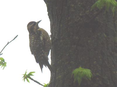 How much wood would a woodpecker peck if a woodpecker would peck wood?