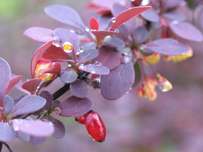 The same variety of shrub as seen on March 26.
