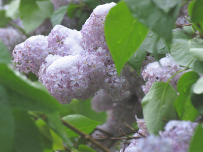 As yet the year is unconfirm`d and oft returning Winter`s blast, or black envenom`d fog, the bud and bloom destroys. [Too complicated to attribute]