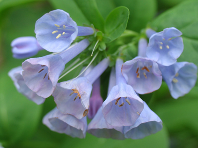 Ask not for whom the bluebell tolls.