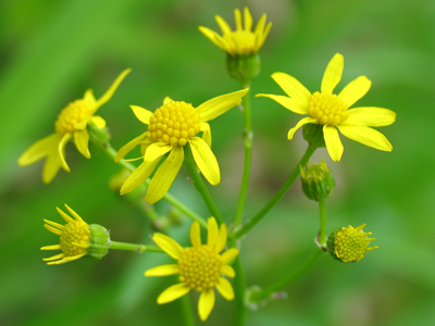Just as much `sunflowers` as their much larger cousins.