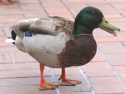 `The cab driver said there`d be a river around here.`