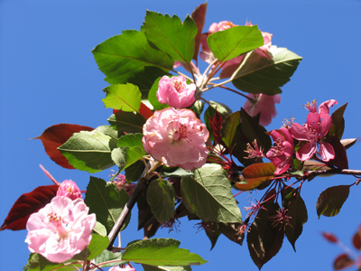 Everyone warned them it wouldn`t work out, but these two different types of blossoming trees are getting along fine.