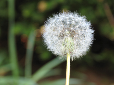 Dandelion: from the Old French `dentdelion` meaning `tooth of the lion.`