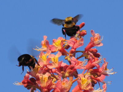 In my camera bag, I carry an extra battery, spare memory cards, and vials of bee antivenom.