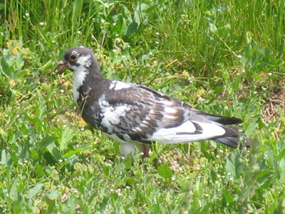 The neighborhood pigeon, Oreo.  He/she seems to be sitting on something.