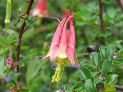 It jingles when the wind blows.