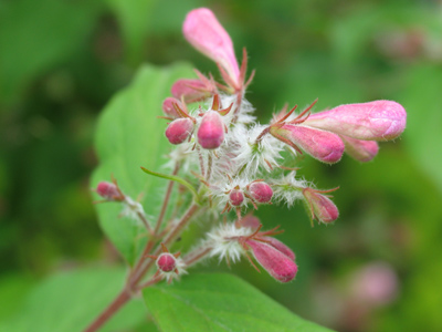 Fuzzy and pink, like it might grow into a Muppet.