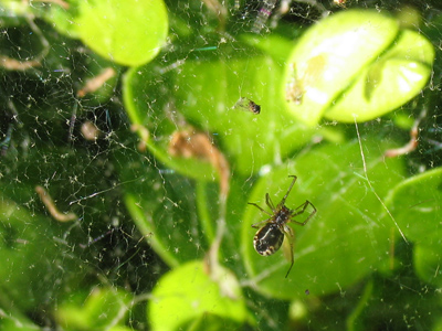 They`re an important part of our ecosystem -- but that doesn`t mean I have to like them.