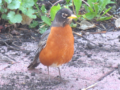 There was no more sobbin` when he was done throbbin` his song.