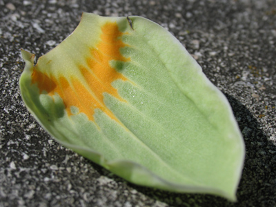 Great for dips and salsa.