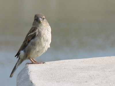 My eye is on that sparrow.