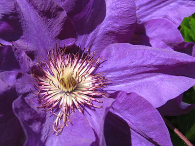 A purple flower sprung up, chequer`d with white.  WILLIAM SHAKESPEARE