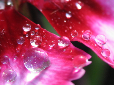 The aphid`s water park.