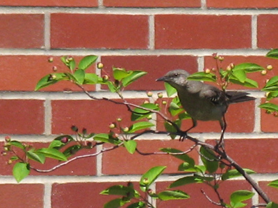 This dark bird had a wide white band on each wing.  The robins seemed upset it was in the neighborhood.