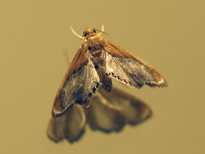 Objects on mirror are smaller than they appear.