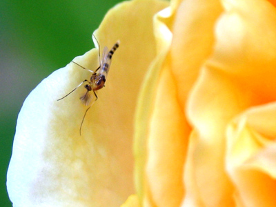 I don`t photograph people as much as I might, but I shoot a lot of bugs (since they have no right to privacy).