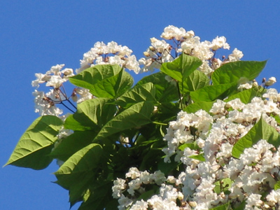 The summer blockbuster movie season can begin, now that the popcorn trees have started to bloom.