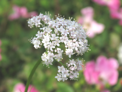 The darling buds of May -- er, June.