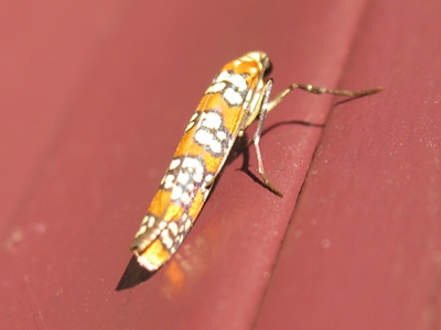 What all the best-dressed bugs are wearing this season.