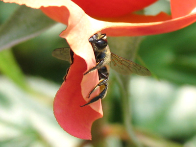 This bee nibbled off a piece of the rose petal, and then flew away with it clutched in its legs . . . 