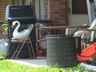 This might have been just another ugly backyard scene, if it weren`t for the swan.
