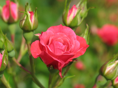 There`s plenty more where that came from.