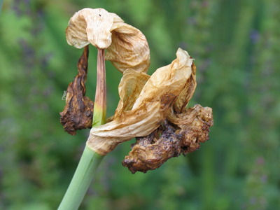 Spring is over for this one . . . 