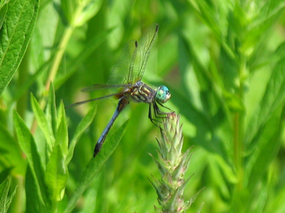 Nearly fell in a pond for this one.