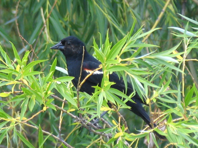 Red-winged blackbird [Agelaius phoeniceus].