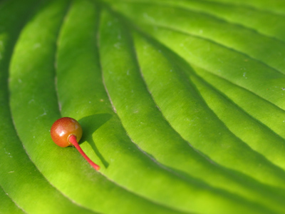 No, I didn`t put it there.