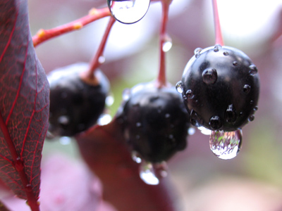 `Don`t eat those,` a passerby warned me.