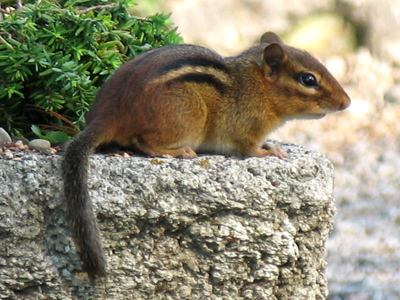 The Chipmunk Adventure.