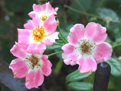 Noticed it last night, came back this morning for a picture.