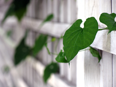 A passerby asked, `Did you buy this house?`