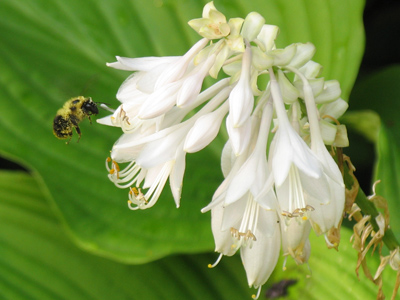 The early bee gets the pollen.