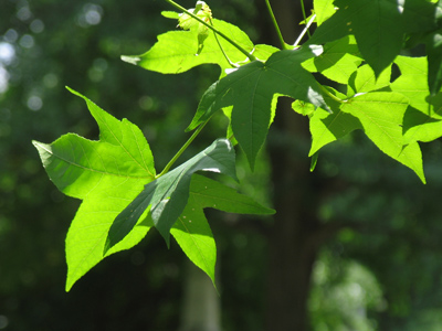 Why wait until fall?  They look nice now.