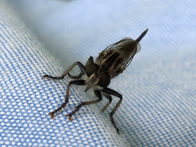 Foreign invader on my blue shirt.  I`m not sure if that was a stinger back there, but I didn`t wait around to find out.