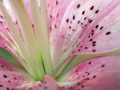 There`s a camera lens inside this flower.