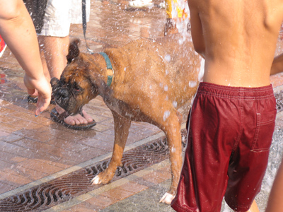 It couldn`t read the sign that said `No dogs in the fountain.`