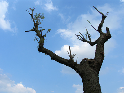 Scheduled for removal, it raises its arms to the sky in supplication.